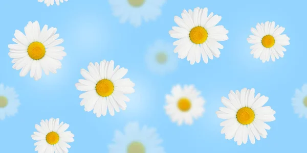 Blumen Nahtlose Muster Gänseblümchen Kamillenblüten Auf Blau Flache Hintergrundtextur — Stockfoto