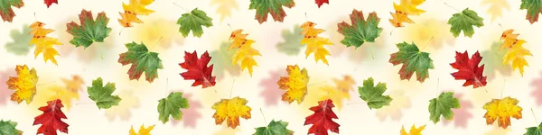 Autumn leaves seamless pattern. Colorful fall maple leaves isolated on white flat background texture