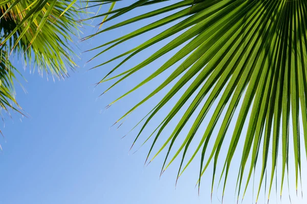 Palmbladeren Voor Blauwe Zonnige Zomerhemel Strand Reizen Vakantie Achtergrond Met — Stockfoto