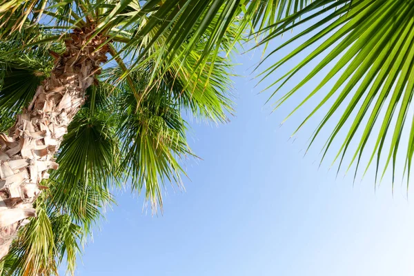 Palmové Listy Před Modrou Slunnou Letní Oblohou Cestování Pláži Dovolená — Stock fotografie