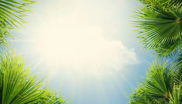 Foglie Palma Fronte Cielo Soleggiato Azzurro Estivo Viaggio Spiaggia Vacanze — Foto Stock