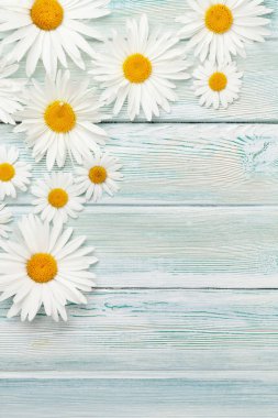 Papatya çiçeği arka planı. Ahşap zemin üzerinde papatya çayı. Üst görünüm düzlüğü kopyalama alanı ile yatıyordu