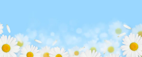 Daisy Kamomilla Kukkia Sinisellä Taustalla Kopioi Tilaa — kuvapankkivalokuva