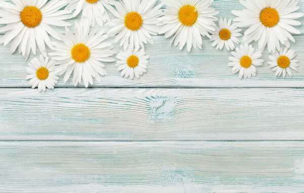 Chamomile flowers background. Garden camomile over wooden backdrop. Top view flat lay with copy space