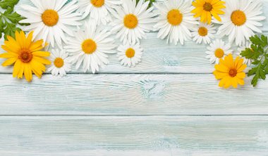 Papatya çiçeği arka planı. Ahşap zemin üzerinde papatya çayı. Üst görünüm düzlüğü kopyalama alanı ile yatıyordu