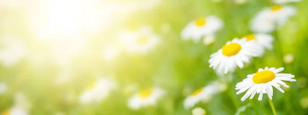 Våren Kamomill Blommor Fält Soligt Sommarfält Med Tusensköna Blommor Och — Stockfoto