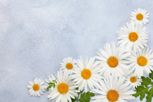 Kamillenblüten Hintergrund Gänseblümchen Garten Vor Steinkulisse Draufsicht Flach Lag Mit — Stockfoto