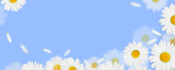 Daisy Camomile Flowers Blue Background Copy Space — Stock Photo, Image