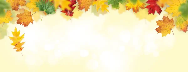 Autumn Leaves Background Colorful Fall Maple Leaves Backdrop Texture Copy — Stock Photo, Image