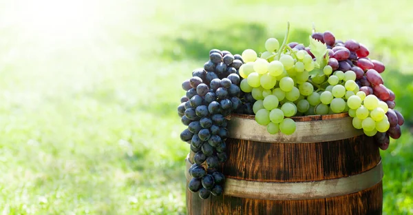 Divers Raisins Colorés Sur Tonneau Vin Sur Jardin Ensoleillé Extérieur — Photo