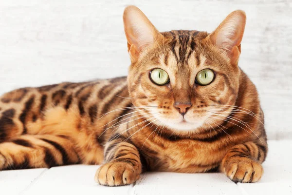 ベンガル猫はコピースペースと壁の前に白い木製の床に座って — ストック写真