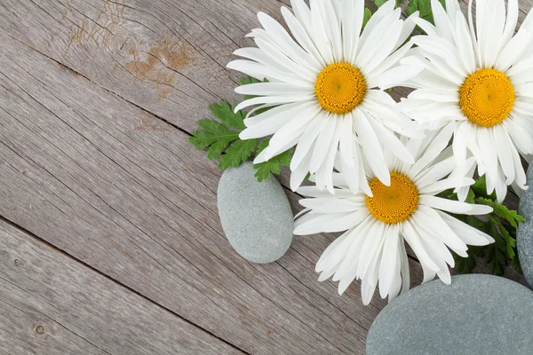 Flores y piedras de manzanilla — Foto de Stock