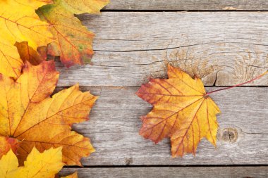 Renkli sonbahar akçaağaç yaprakları