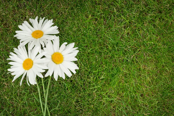 Tre fiori di camomilla — Foto Stock