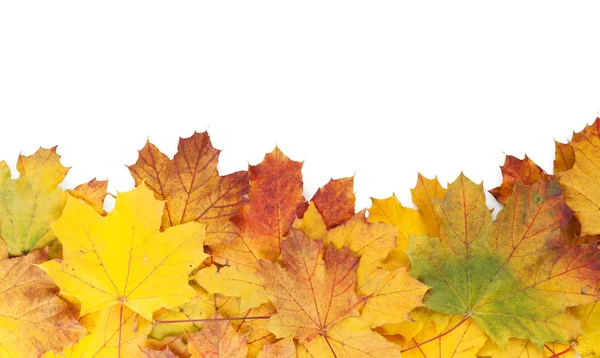 Colorful autumn maple leaves frame — Stock Photo, Image