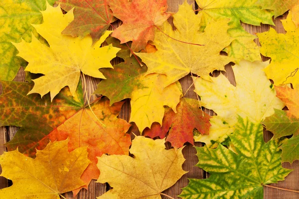 Colorful autumn maple leaves — Stock Photo, Image