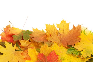 renkli akçaağaç yaprakları