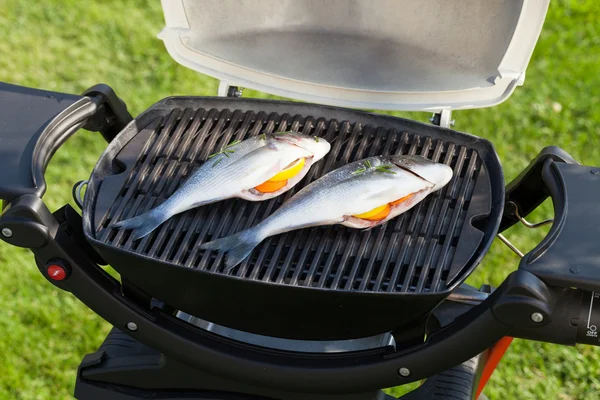 Fresh dorado fish — Stock Photo, Image