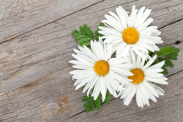 Daisy camomile flowers — Stock Photo, Image