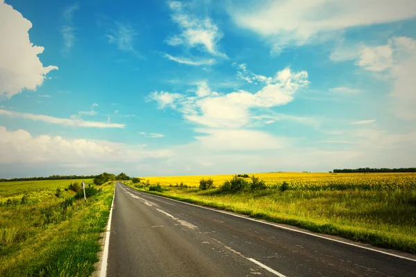 Straße durch das gelbe Sonnenblumenfeld — Stockfoto