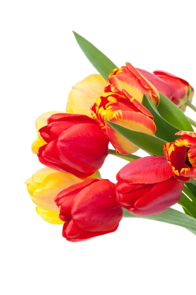 Frischer bunter Tulpenstrauß — Stockfoto