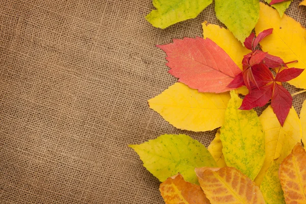 Hojas de otoño sobre fondo de textura — Foto de Stock