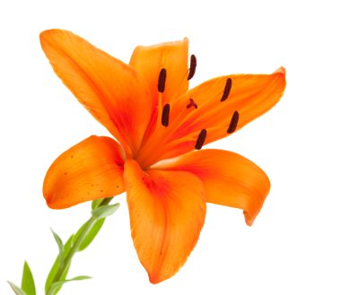 Turuncu lily çiçek
