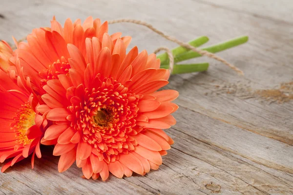 Orangene Gerbera-Blüten — Stockfoto