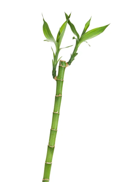 Fresh bamboo stem with leaves — Stock Photo, Image