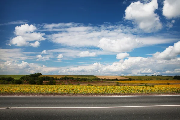 Droga przez pola żółty słonecznik — Zdjęcie stockowe