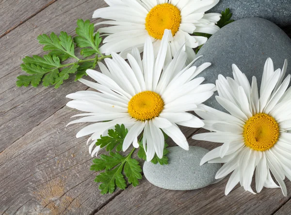 Daisy camomile flowers and sea stones — Stock Photo, Image