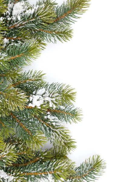 Dennenboom tak met sneeuw — Stockfoto