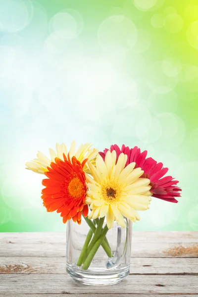 Bunte Gerbera-Blüten — Stockfoto