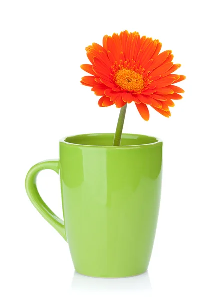 Fleur de gerbera orange dans une tasse à thé — Photo