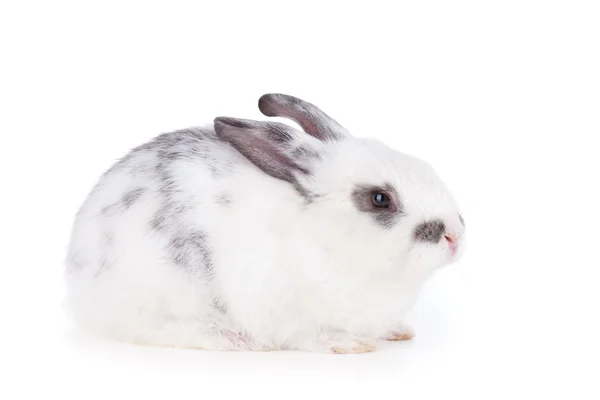 Small rabbit isolated — Stock Photo, Image