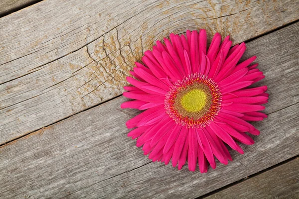 Gerbera flower — Stock Photo, Image