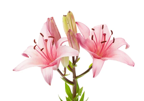 Pembe lily çiçek — Stok fotoğraf