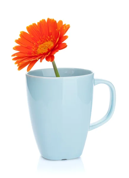 Orange gerbera blomma i tekopp — Stockfoto