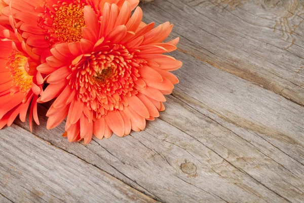 Orange gerbera flowers — Stock Photo, Image