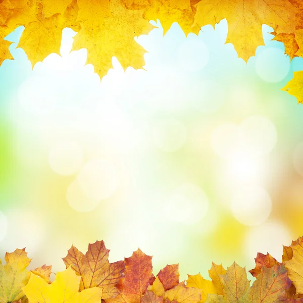 Autumn background with maple leaves — Stock Photo, Image