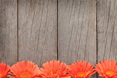 Turuncu gerbera çiçekleri ile ahşap arka plan