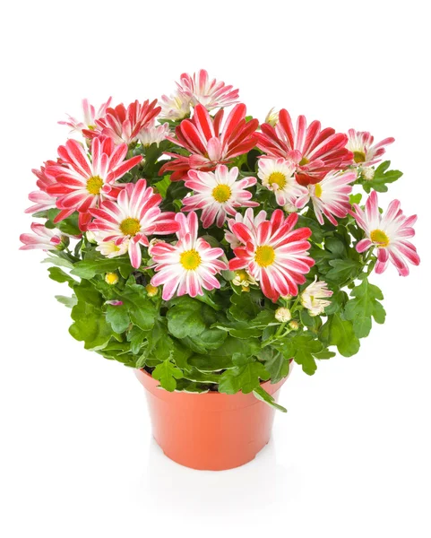 Potted flower on white background — Stock Photo, Image