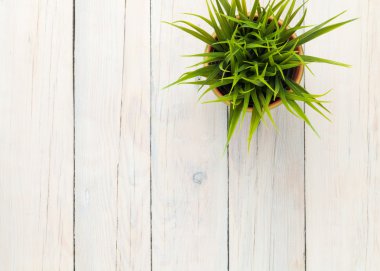 tencerede çimen çiçek