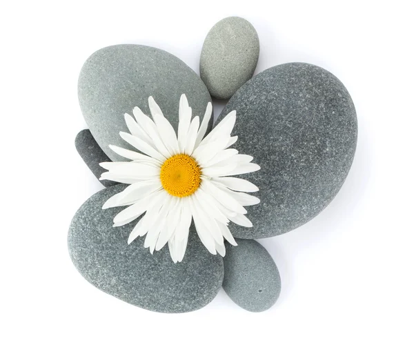 Heřmánek květ a moře kameny — Stock fotografie