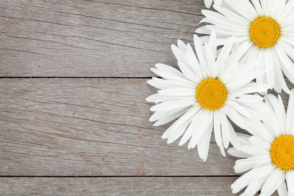 Daisy chamomile flowers — Stock Photo, Image