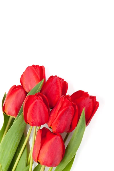 Fresh red tulips bouquet — Stock Photo, Image