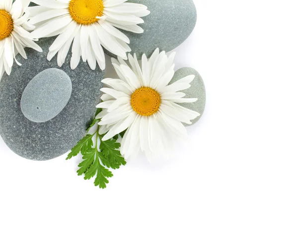 Daisy  flowers and sea stones — Stock Photo, Image