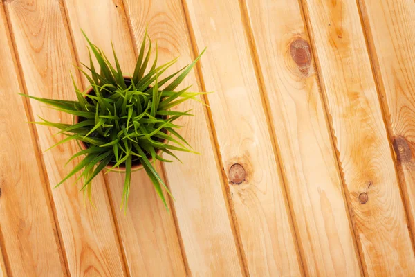 Fiore di erba in vaso sul tavolo — Foto Stock