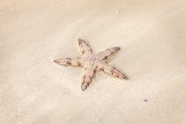 Seastars op zand strand — Stockfoto