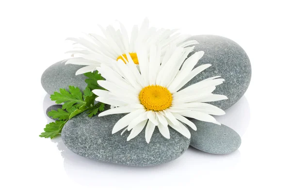 Camomile flowers and sea stones — Stock Photo, Image